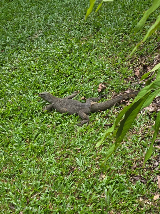 Unlock the animals' secret nightlife at the Night Safari—such a wonderfully curious experience!