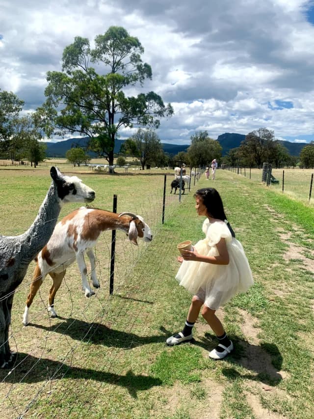 Night adventure at Parramatta Park with WIRES experts leading to watch bats take flight.