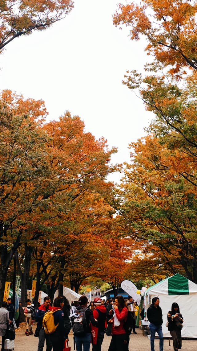 Strolling through the market stalls on the maple path, the sweet scent of hot chestnut dorayaki fills the air as you clutch a hot cocoa and look up at the light dappling through the 'maple leaf tunnel'.